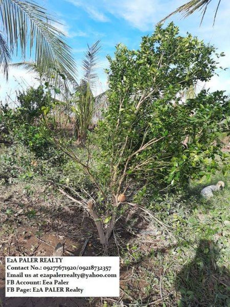 Agri Lot for Sale