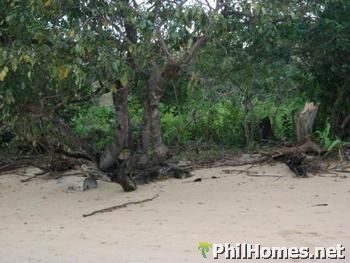 Busuanga Beach Lot