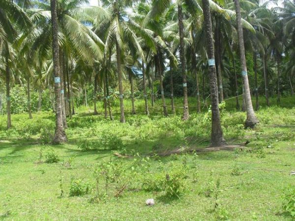 Fruit farm in Northern Mindanao