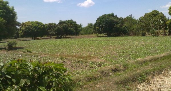 Pozzorubio Farmland